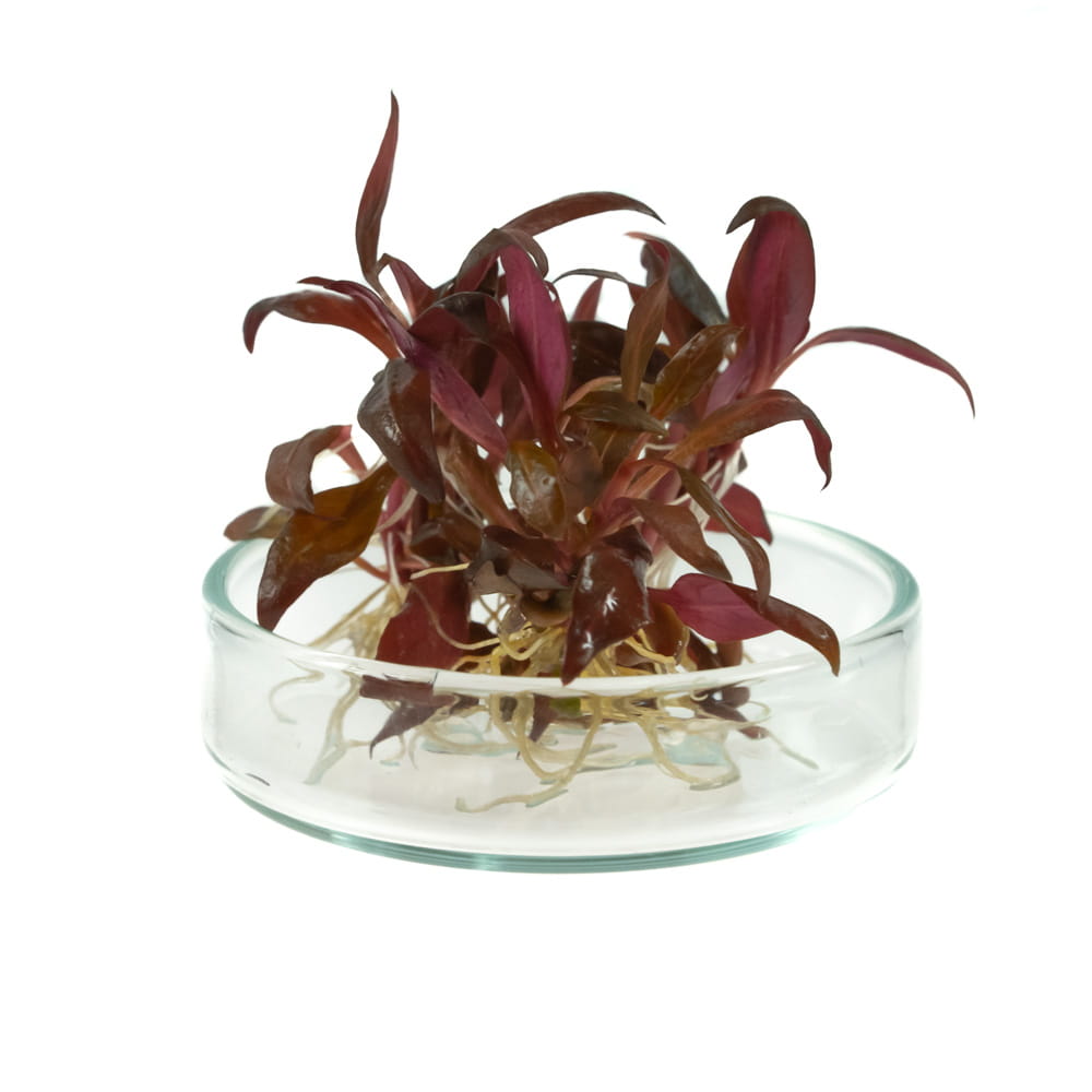 Alternanthera reineckii RED mini 2szt. IN VITRO